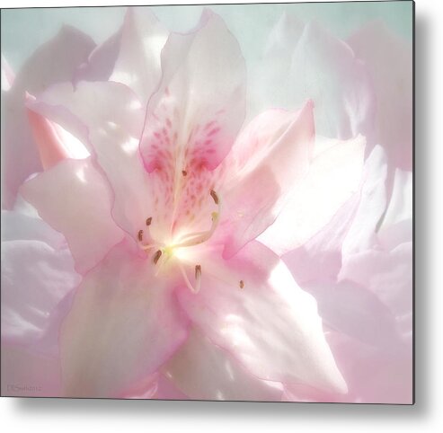 Flower Metal Print featuring the photograph Spring Azalea Glow by Deborah Smith