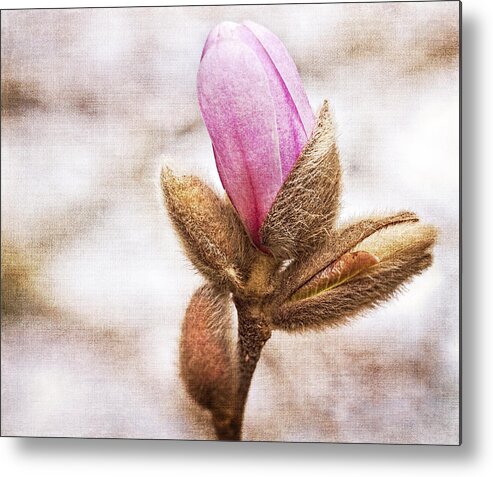 Buds Metal Print featuring the photograph Spring Buds by Cathy Kovarik