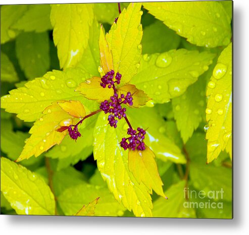 Spirea Metal Print featuring the photograph Spring Spirea by Chuck Flewelling
