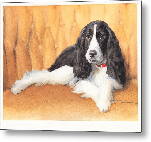 <a Href=http://miketheuer.com Target =_blank>www.miketheuer.com</a> Springer Spaniel Watercolor Portrait Metal Print featuring the drawing Springer Spaniel Watercolor Portrait by Mike Theuer