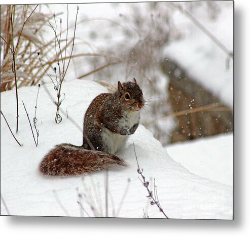 Winter Metal Print featuring the photograph Squirrel in Winter by Karen Adams