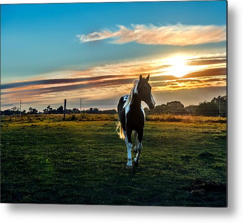 Horse Metal Print featuring the photograph Stallion Sunset by Patrick Wolf