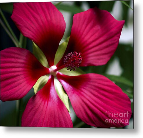 Hibiscus Photography Metal Print featuring the photograph Star of Texas III by Patricia Griffin Brett