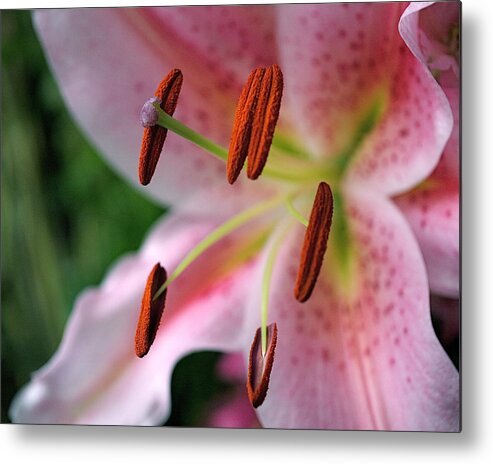 Lilies Metal Print featuring the photograph Stargazer by Rona Black