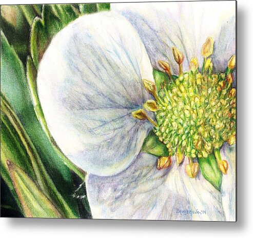 Strawberry Blossom Metal Print featuring the painting Strawberry Blossom by Shana Rowe Jackson