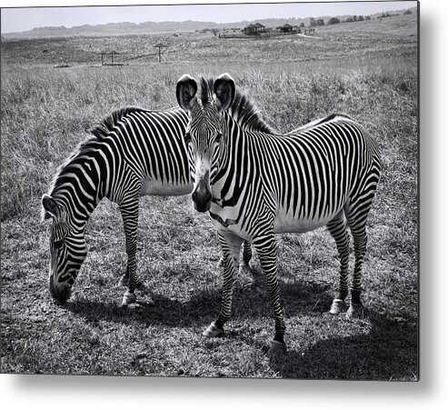 Stripes Duo Metal Print featuring the photograph Stripes Duo by Phyllis Taylor