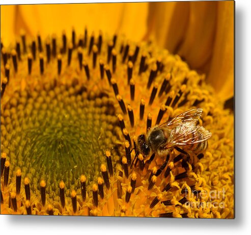 Sunflower Metal Print featuring the photograph Sunflower Bee 1 by Ben Baucum
