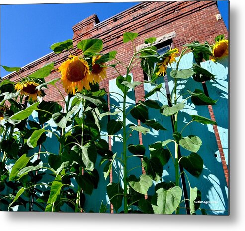 Sunflowers Metal Print featuring the photograph Sunflowers by Susie Loechler