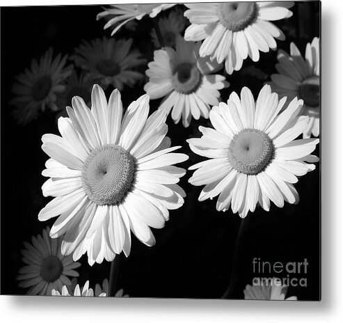 Daisy Field Metal Print featuring the photograph Sunning by Kathi Mirto