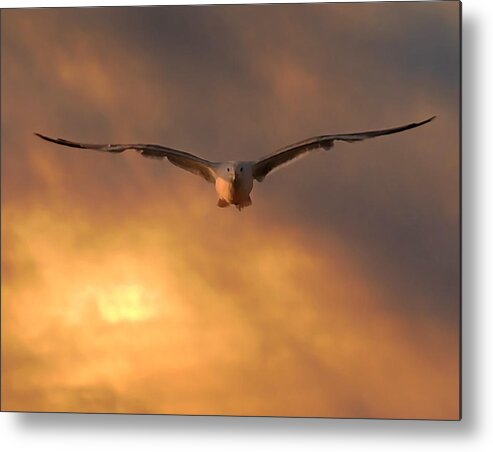 Nature Metal Print featuring the photograph Sunset Seagull by Robert Mitchell