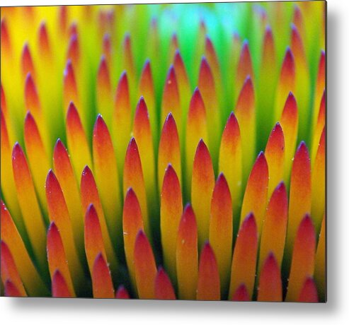 Cone Flowers Metal Print featuring the photograph Super Macro of Echinacea Cone Flower by Ernest Echols