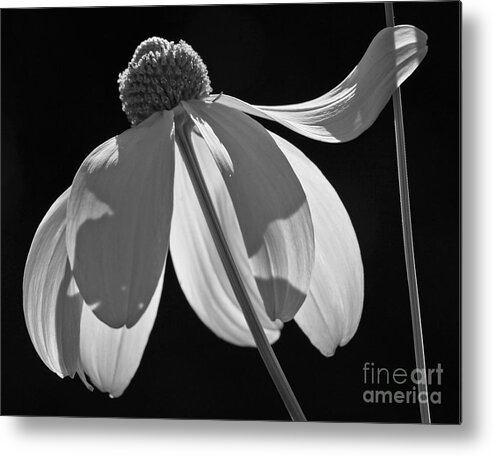 Flower Metal Print featuring the photograph Support by Inge Riis McDonald