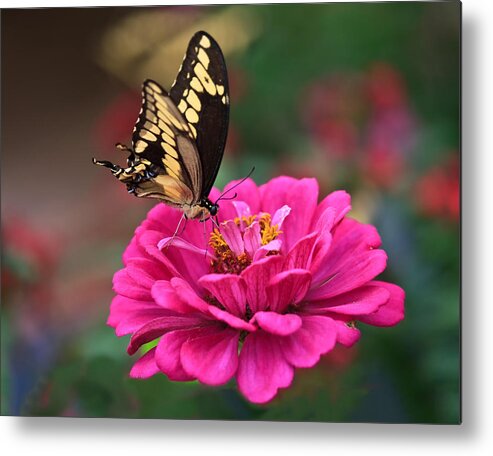 Swallowtail Metal Print featuring the photograph Swallowtail Butterfly by Beth Sargent