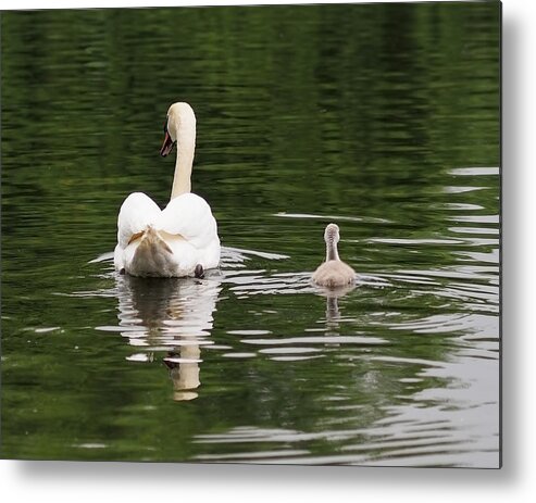 Cygnet Metal Print featuring the photograph Swan Song by Rona Black