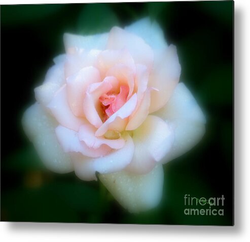 Sweet Rose Metal Print featuring the photograph Sweet Rose by Patrick Witz