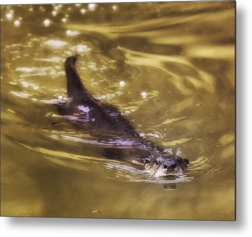 River Otter Metal Print featuring the photograph Swimming River Otter by Michael Dougherty