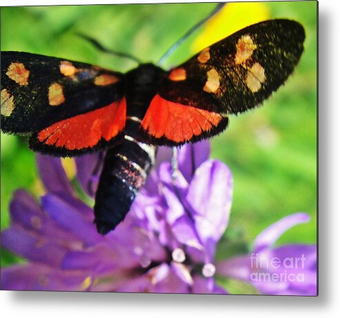 Butterfly Metal Print featuring the photograph Symphony of colors by Karin Ravasio