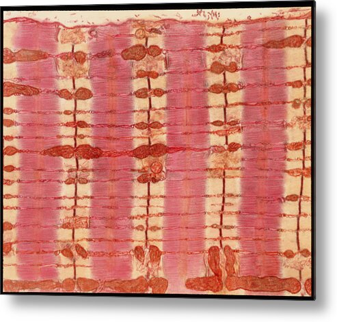 Actin Filament Metal Print featuring the photograph Tem Of A Section Through Striated Muscle by Steve Gschmeissner/science Photo Library