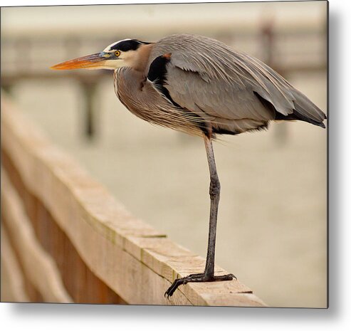 Blue Heron Metal Print featuring the photograph Texas Wild.. by Al Swasey