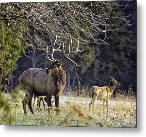 Bull Elk Metal Print featuring the photograph The Boxley Stud in November Frost by Michael Dougherty