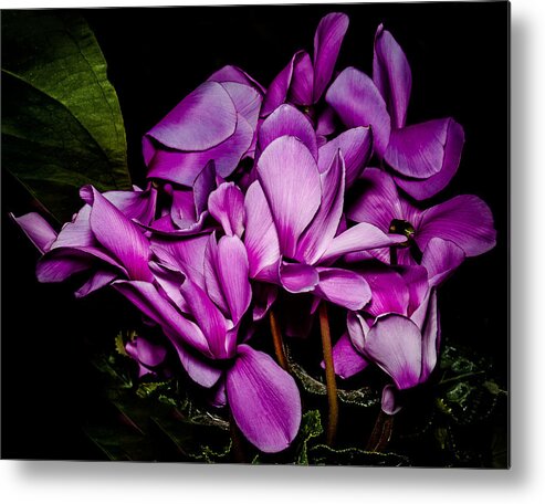 Flowers Metal Print featuring the photograph The Color Purple by Len Romanick