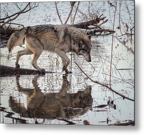 Animal Metal Print featuring the photograph The Crossing by Jack R Perry