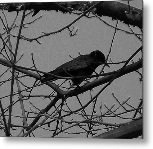 Crow Metal Print featuring the photograph The crow by Heather L Wright