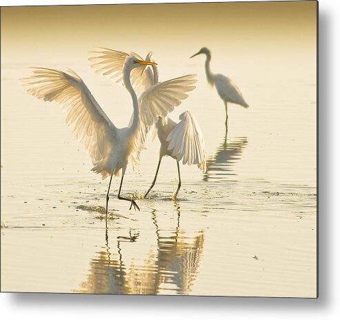 Avian Metal Print featuring the photograph The Dance by Melinda Dreyer