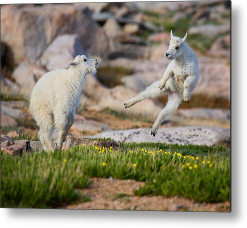 Baby Goat; Mountain Goat Baby; Dance; Dancing; Happy; Joy; Nature; Baby Goat; Mountain Goat Baby; Happy; Joy; Nature; Brothers Metal Print featuring the photograph The Dance of Joy by Jim Garrison