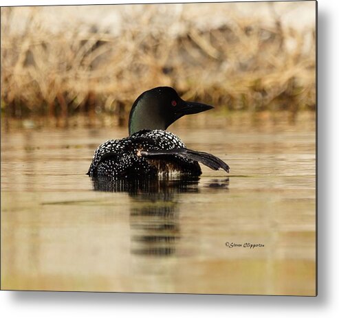 Loon Metal Print featuring the photograph The Fish Went That Way by Steven Clipperton