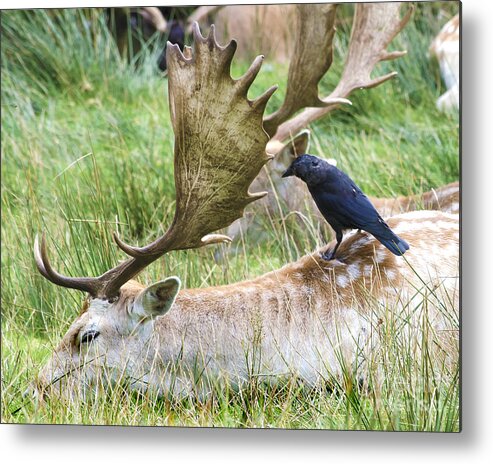 Wildlife Metal Print featuring the photograph The Flying Backscratcher by Linsey Williams