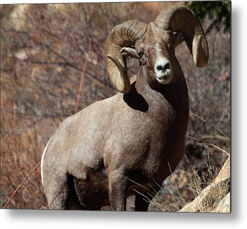 Bighorn Sheep Metal Print featuring the photograph The High and Mighty by Jim Garrison