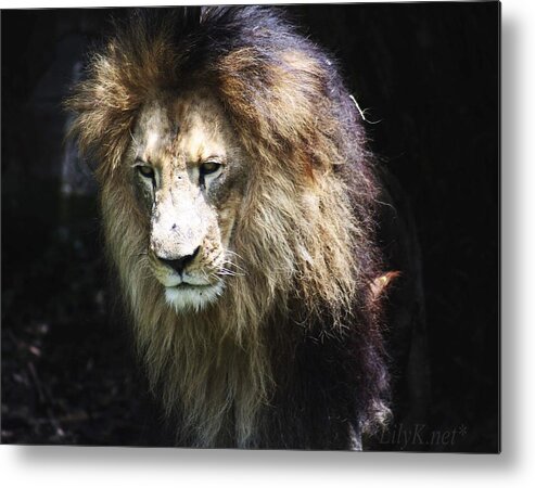 Leon Metal Print featuring the photograph The king in the shadows by Lily K