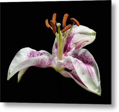 Lilly Metal Print featuring the photograph The Lilly by Len Romanick