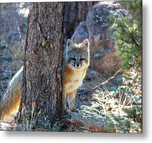 Fox Photograph Metal Print featuring the photograph The Shy Fox by Jim Garrison