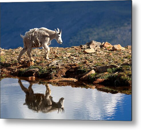 Mountain Goats Metal Print featuring the photograph The Walk-About by Jim Garrison