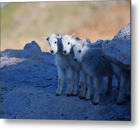 Mountain Goats; Posing; Group Photo; Baby Goat; Nature; Colorado; Crowd; Baby Goat; Mountain Goat Baby; Happy; Joy; Nature; Brothers Metal Print featuring the photograph Three and One More by Jim Garrison