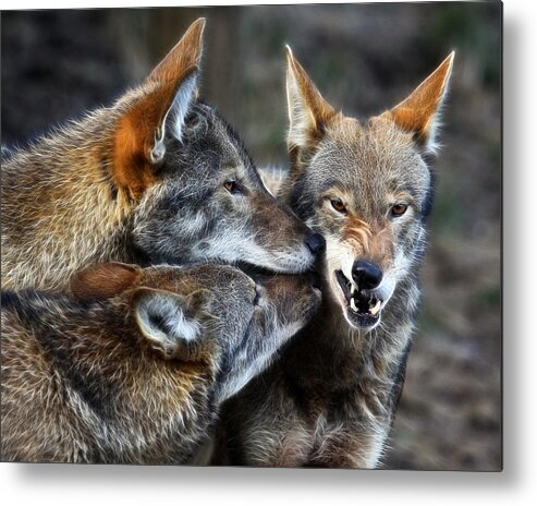 Red Wolf Metal Print featuring the photograph Three Bad Wolves by Steve McKinzie