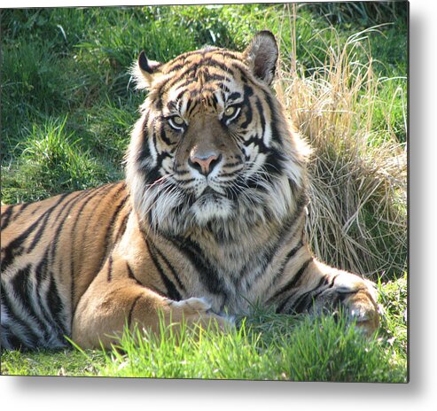 Tiger Metal Print featuring the photograph Tiger 2 by Helaine Cummins