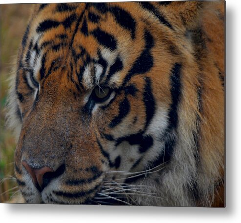 Attentive Metal Print featuring the photograph Tiger Face by Maggy Marsh