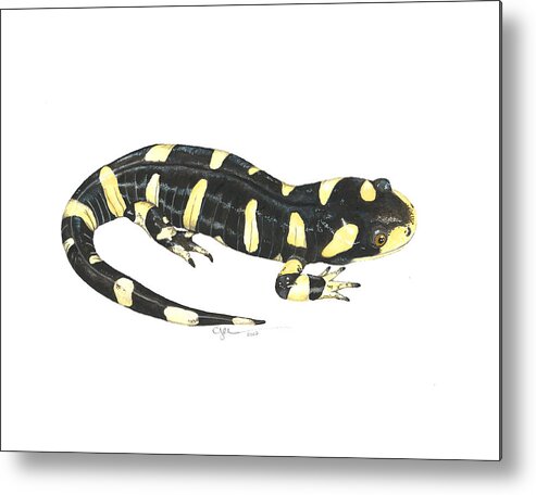 Tiger Salamander Metal Print featuring the painting Tiger Salamander by Cindy Hitchcock