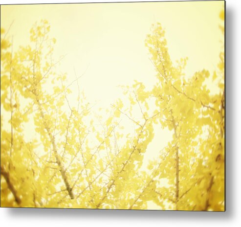 Yellow Tree Metal Print featuring the photograph Time After Time by Amy Tyler