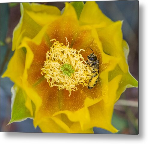 Flower Metal Print featuring the photograph Tiny Dark Bee Covered in Prickly Pear Pollen by Steven Schwartzman
