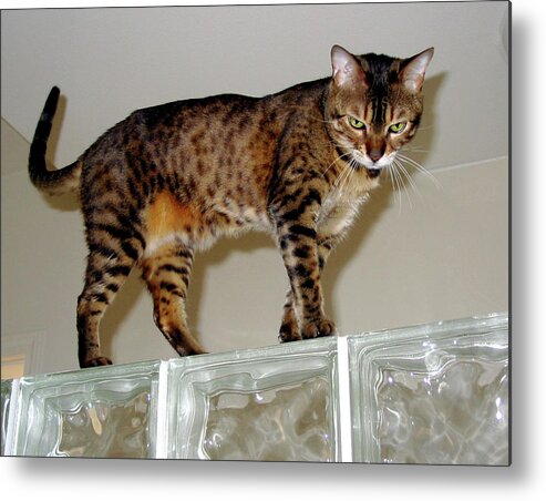 Bengal Cat Metal Print featuring the photograph Tora on Glass II by Phyllis Kaltenbach