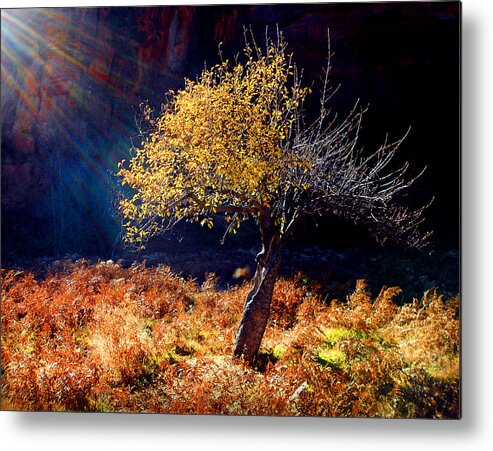 Tree Metal Print featuring the photograph Tree Number 1 by Peter Cutler