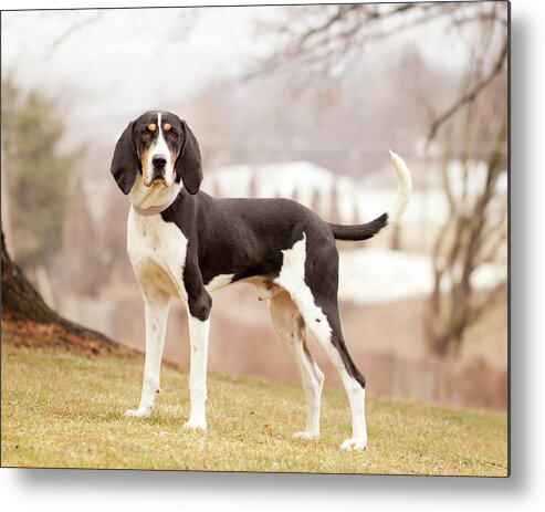 Pets Metal Print featuring the photograph Treeing Walker Coonhound Standing On by Kerri Wile