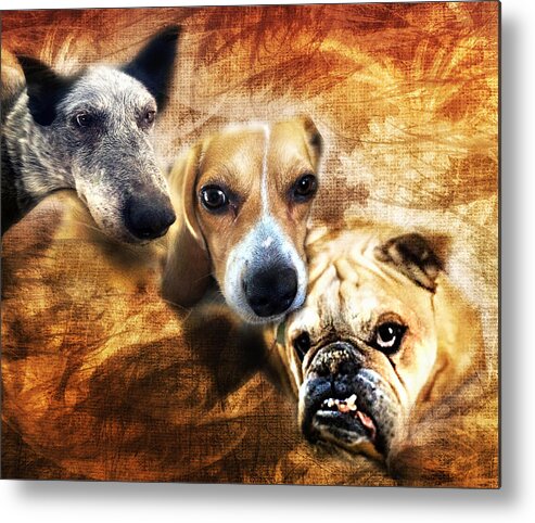Dog Metal Print featuring the photograph Trio by Camille Lopez