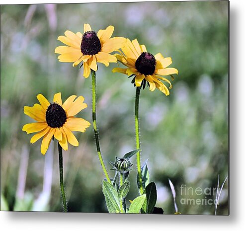 Trio Metal Print featuring the photograph Trio by Janice Drew