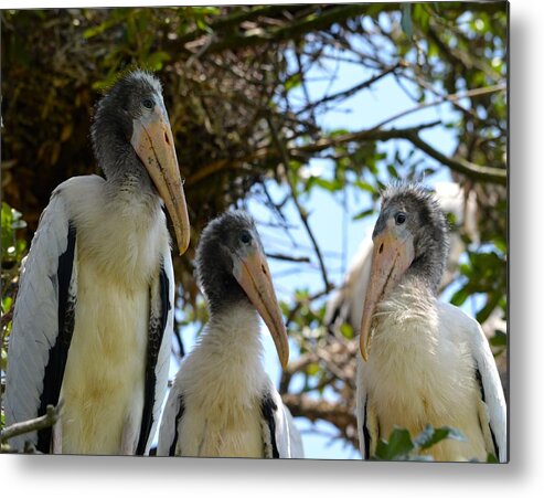 Family Metal Print featuring the photograph Triplet Wood Stork Nestlings by Richard Bryce and Family