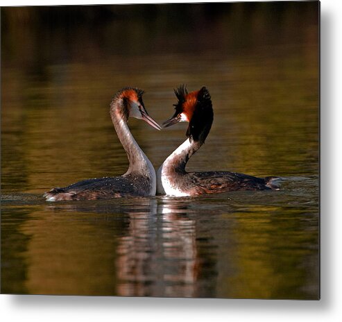 Pediceps Cristatus Metal Print featuring the photograph True Love by Paul Scoullar